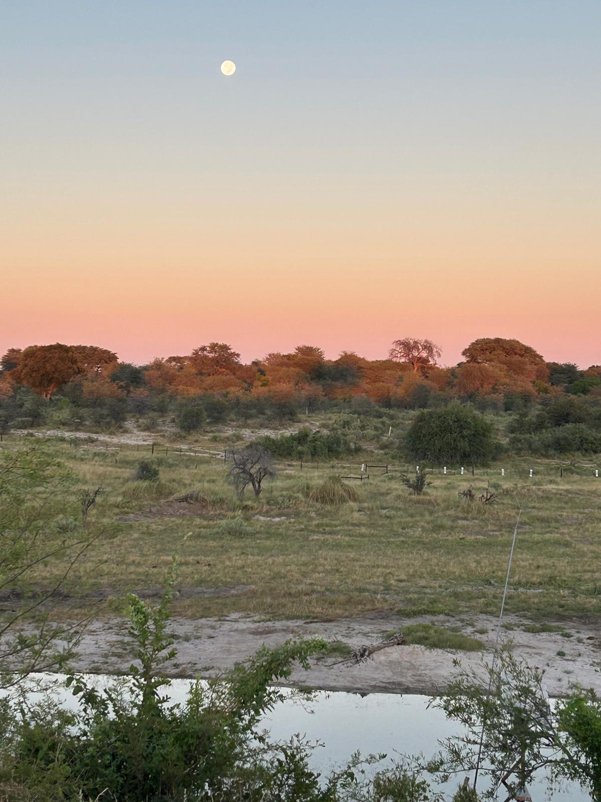 Safari, Botswana