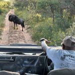 Safari Botswana